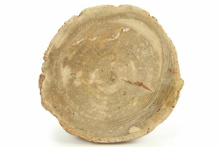 Polished Petrified Wood Round - Sweet Home, Oregon #289048